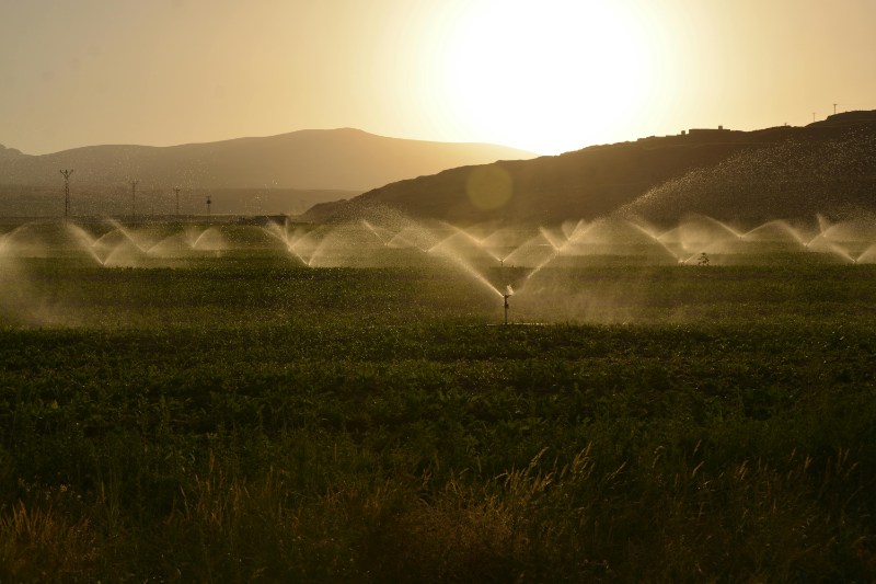 Commercial Agriculture