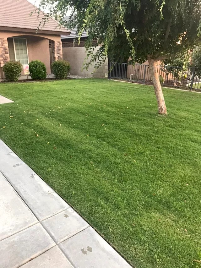 Grass in front yard